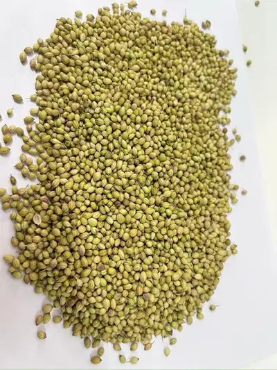 Coriander Seeds — Indian export quality