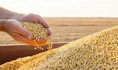 Soyabean Seeds — Indian export quality